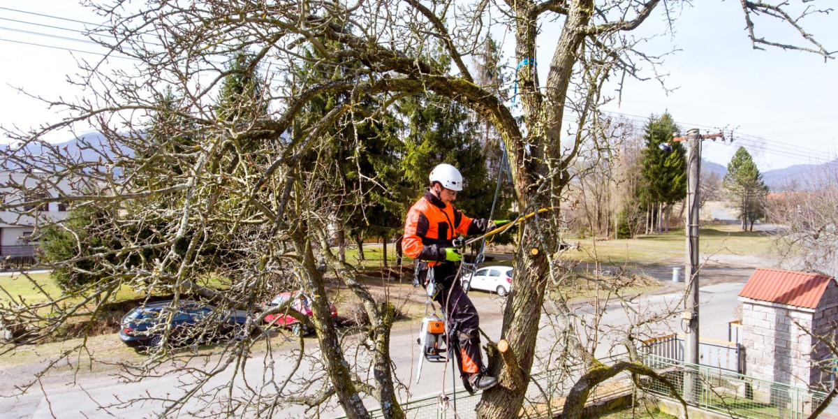 Tree Pruning Services: A Comprehensive Guide to Healthier Trees