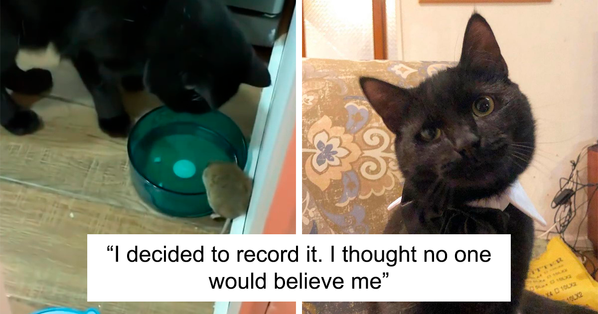 Hilarious Tale Of Cat Who Was Supposed To Catch A Mouse But Made Friends With It Instead – DEFUSED