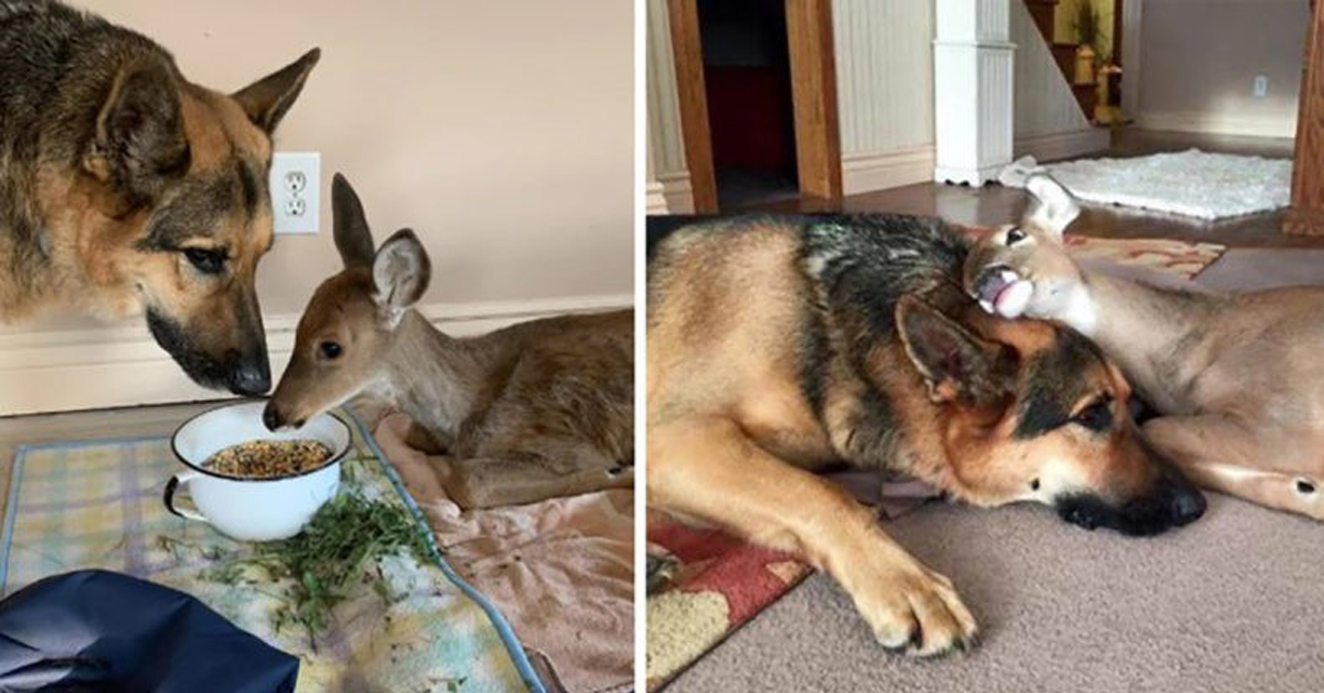 Adorable German Shepherd Take Care Of Abandoned Injured Deer