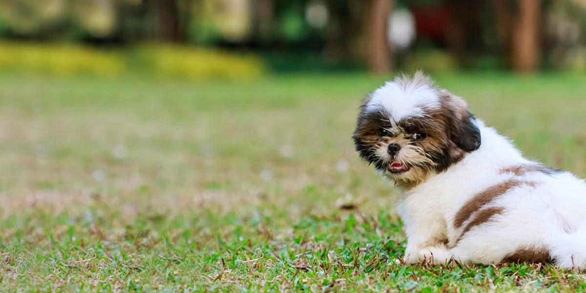 Exploring Shih Tzu Puppies for Sale in Ahmedabad: A Guide to Choosing Your Furry Companio