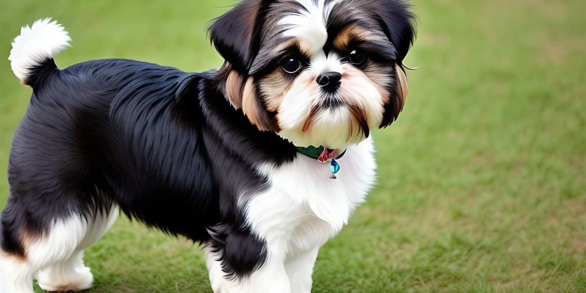 Discovering Delightful Companions: Shih Tzu Puppies for Sale in Delhi at Best Prices