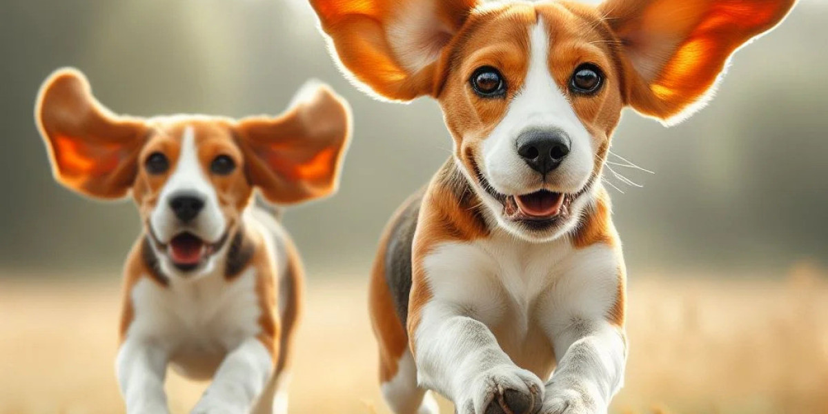 Exploring the Joy of Beagle Ownership: Beagle Puppies for Sale in Delhi at Best Prices