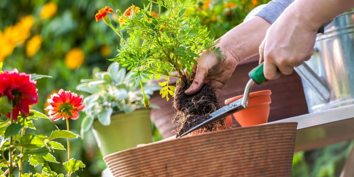 Gardening Archives Unveiled: Exploring the Green Legacy at Abodeofmind