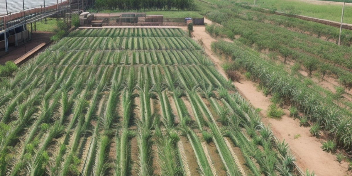 Aloe Vera Processing Plant Project Report 2024, Machinery, Cost Analysis and Raw Material Requirements