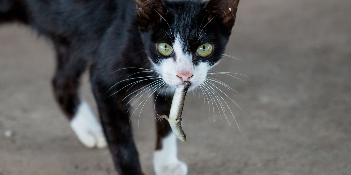 Do Cats Eat Lizards? Understanding the Risks and What to Do