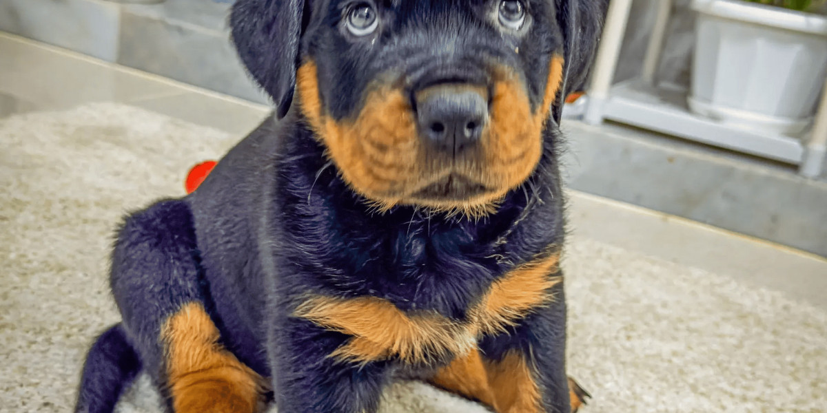 Chow Chow Puppy Temperament: Understanding Their Loyal Nature